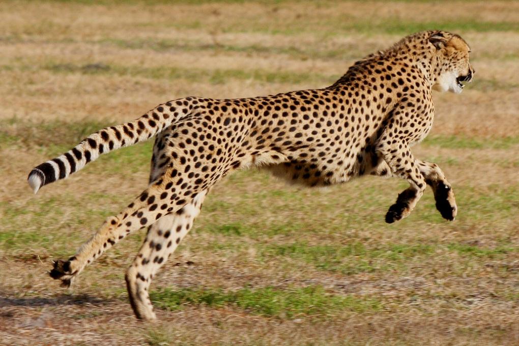 The World’s Fastest Animals