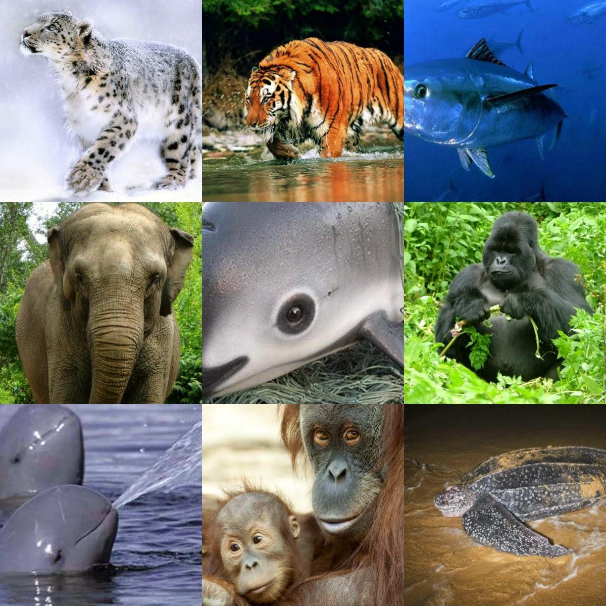 The Importance of Wildlife Conservation