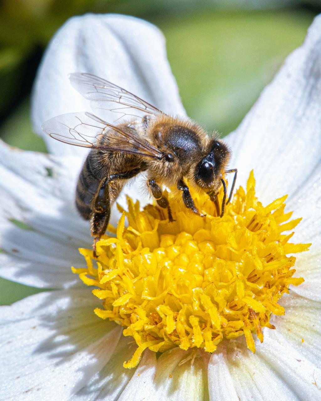 Why Bees Are Essential to Our Ecosystem