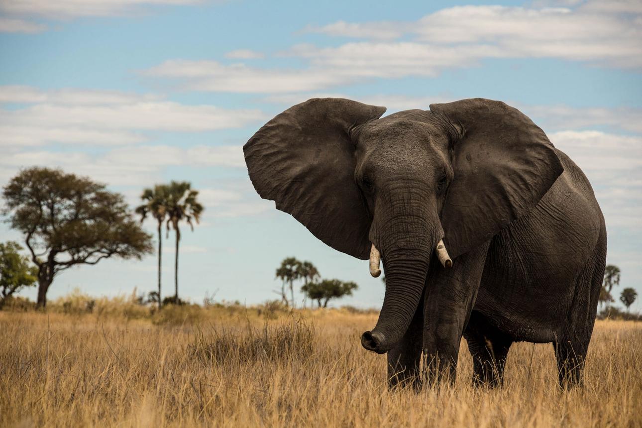 Amazing Facts About Elephants